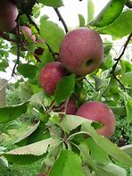 Image result for Winesap OS