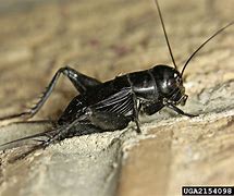 Image result for Cricket Animal Poisonous