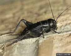 Image result for Flying Cricket Insect