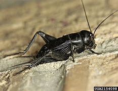 Image result for A Cricket Insect