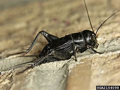 Image result for Black Cricket Insect with White Head