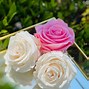 Image result for Real Roses That Last Forever