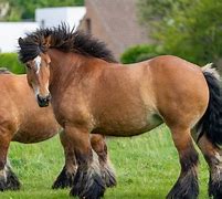 Image result for Ardennes Horse