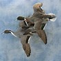 Image result for Duck Wall Mounts