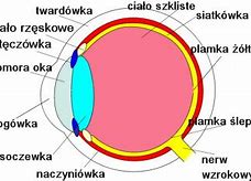 Image result for co_oznacza_zmysł_wzroku