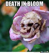 Image result for Lotus Flower Root Meme