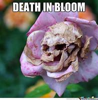 Image result for Than You Meme Flowers