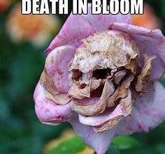 Image result for Blooming Flower Meme
