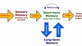 Image result for 記憶編碼 Memory Encoding