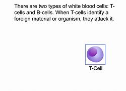 Image result for Homozygous Cells