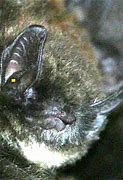 Image result for Targus On Bats