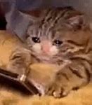 Image result for Girl Crying and Cat Meme