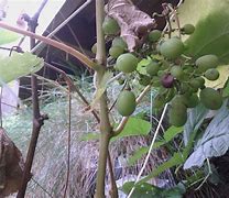 Image result for Brown Spots On Green Grapes