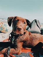 Image result for 1920X1080 Preppy Puppy Wallpaper