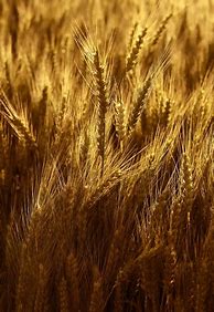 Image result for Yellow Grains Aesthetic