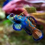 Image result for Para Fish