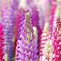 Image result for Pink and Purple Flowers Wallpaper