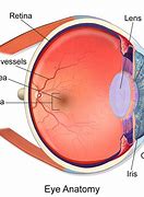 Image result for Iris Retina Diagram