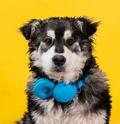 Image result for Cute Dogs with Headphones