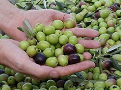 Image result for aceituna