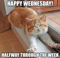Image result for Funny Cat Wednesday Meme
