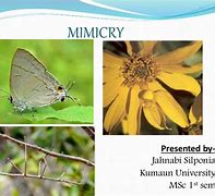 Image result for Mimic Evolution