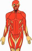 Image result for Free Clip Art Anatomy