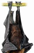 Image result for Bonneted Bat Hanging