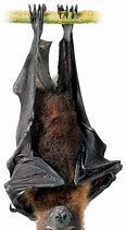 Image result for Bat Breeds