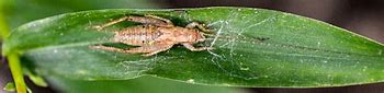 Image result for Animal Cricket Jumping