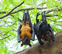 Image result for Bat Slept Hanging Upside Down