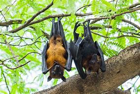 Image result for Bats Skleeping
