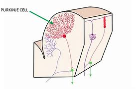 Image result for Cerebellar Purkinje Cells