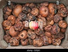 Image result for A Box of Bad Apple's