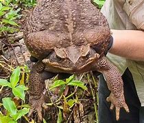 Image result for World's Biggest Toad