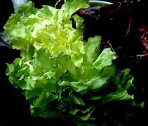 Image result for Local Organic Farms