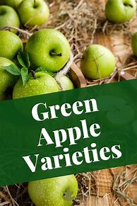 Image result for Green Apple Varieties