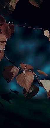 Image result for Cell Phone Wallpaper Autumn