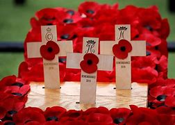 Image result for Poppies Pictures Remembrance Day
