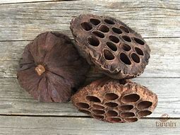 Image result for Seed Pods Lotes