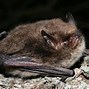 Image result for Bat Species in Montpellier