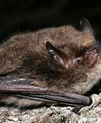 Image result for 18 Bats