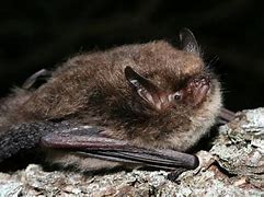 Image result for Bat Species Identification