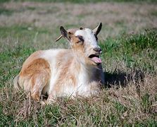 Image result for Sassy Goat