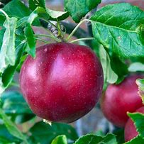 Image result for Red Devil Apple Tree