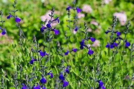 Salvia greggii Blue Note に対する画像結果