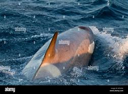 Image result for Whale Super Pod