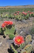 Image result for Flat Desert Cactus