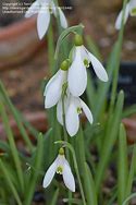 Image result for Galanthus Icicle