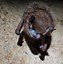 Image result for Bat Habitat